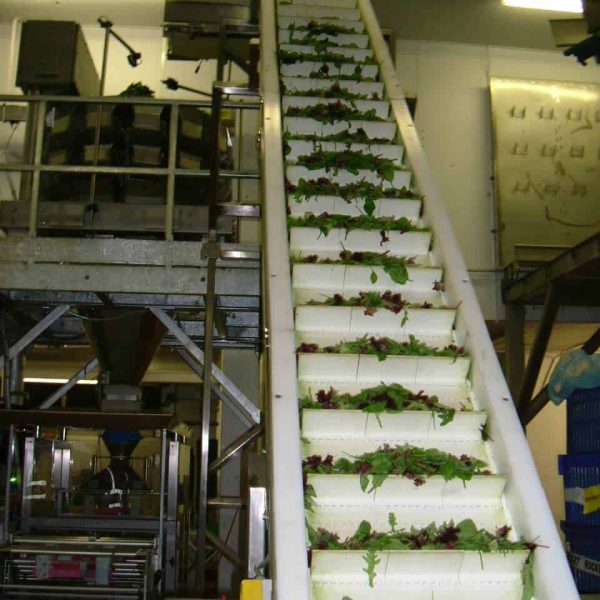 flighted conveyor belt for salad handling