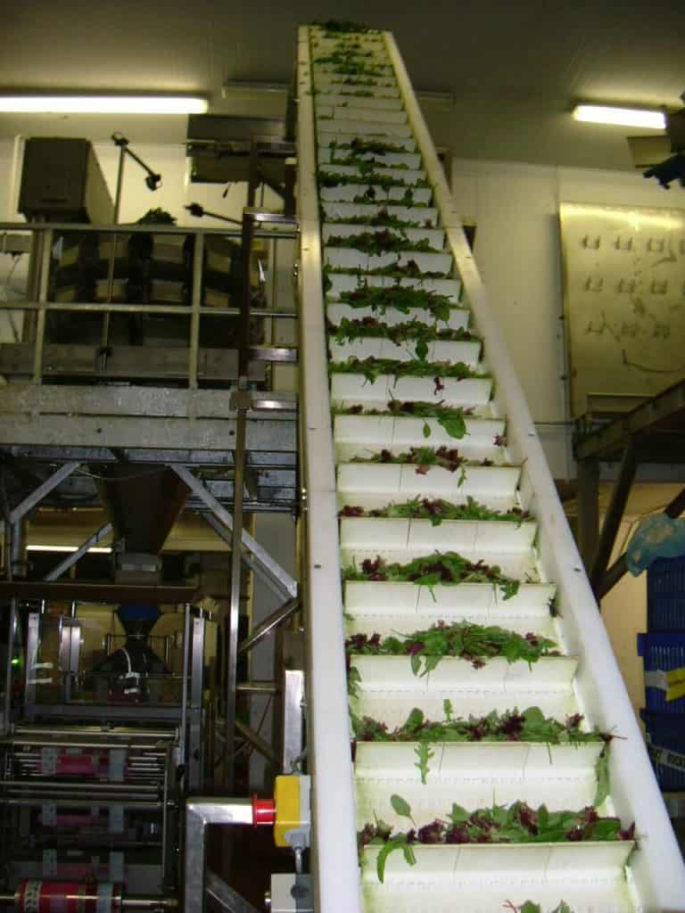 flighted conveyor belt for salad handling